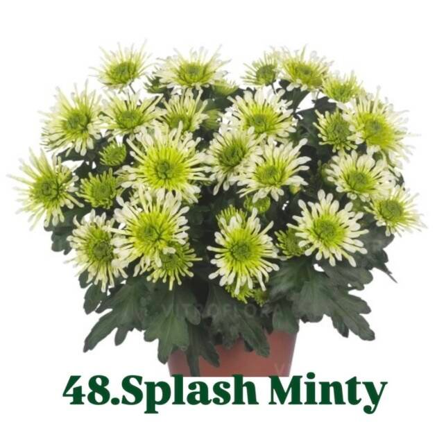 Хризантема гіллячкова 48.Splash Minty (черенок)