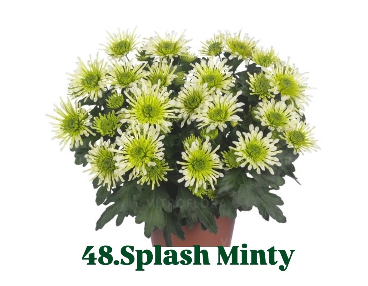 Хризантема гіллячкова 48.Splash Minty (черенок)