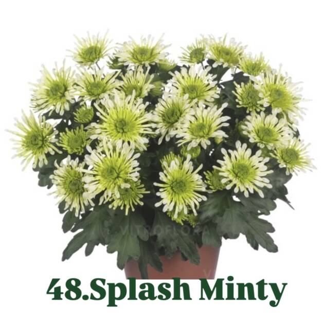 Хризантема 48.Splash Minty (горщик ф12)
