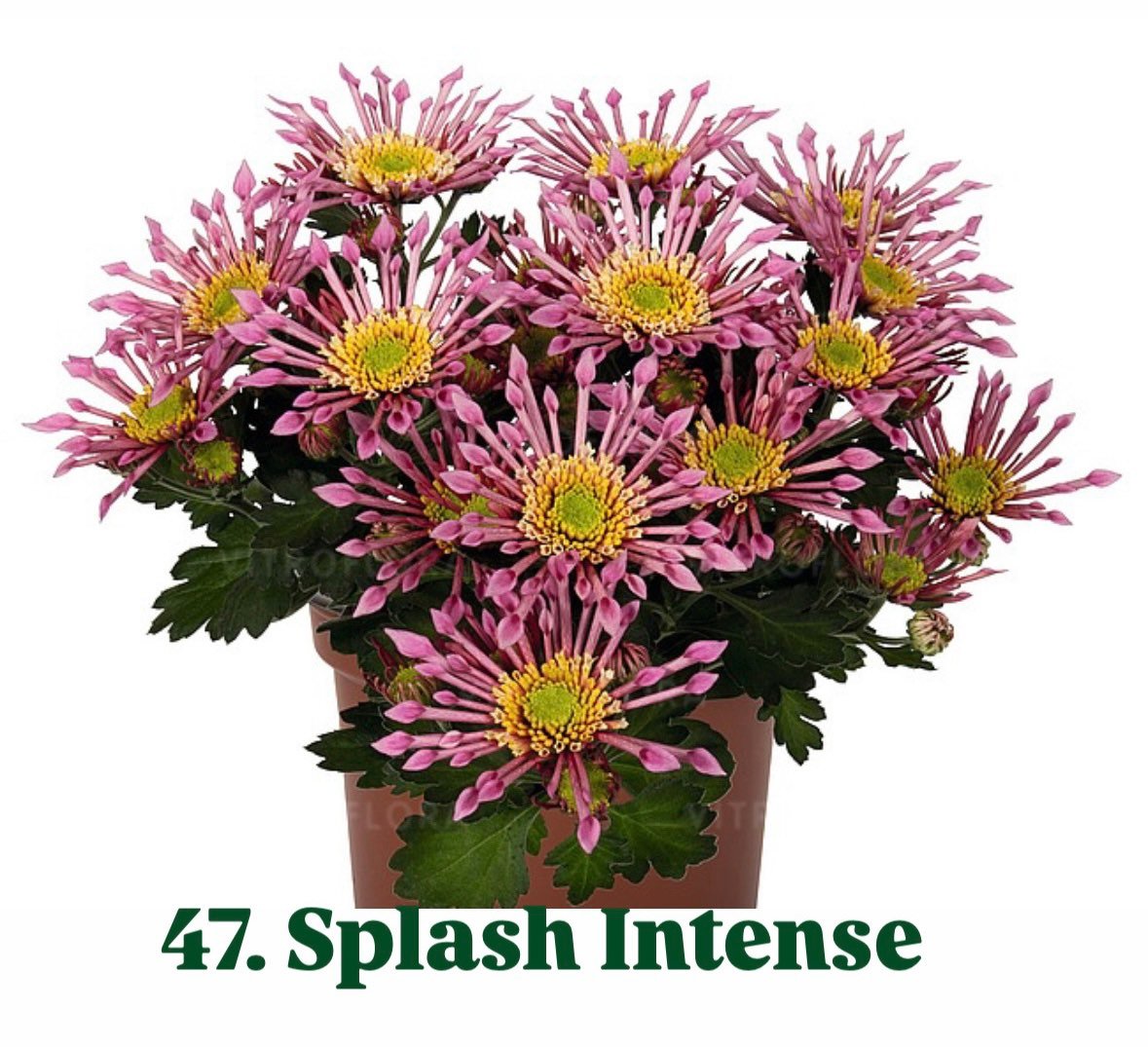 Хризантема гіллячкова 47.Splash Intense (черенок)