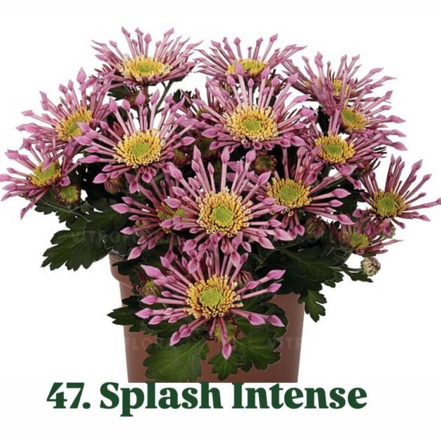 Хризантема 47.Splash Intense (горщик ф12)