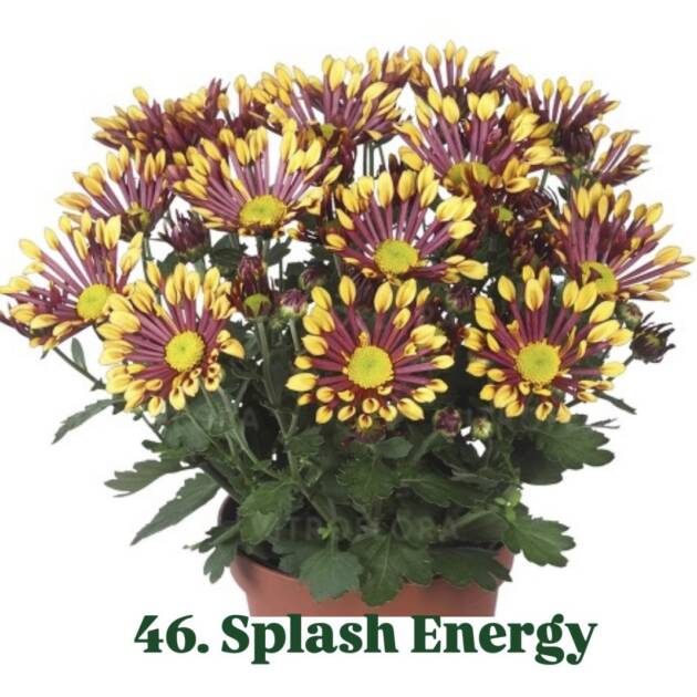 Хризантема 46.Splash Energy (горщик ф12)
