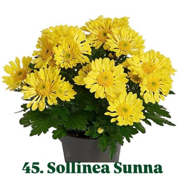 Хризантема гіллячкова 45.Sollinea Sunna (черенок)