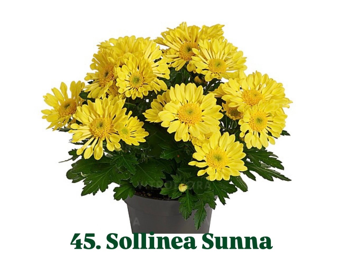Хризантема гіллячкова 45.Sollinea Sunna (черенок)