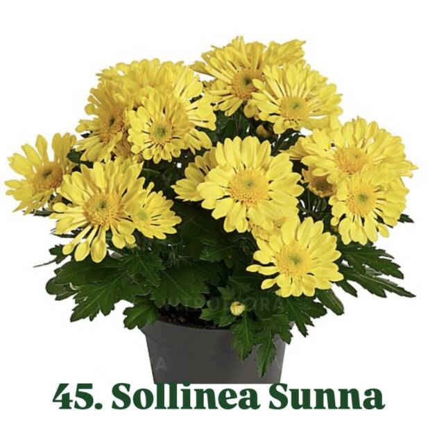 Хризантема 45.Sollinea Sunna (горщик ф12)