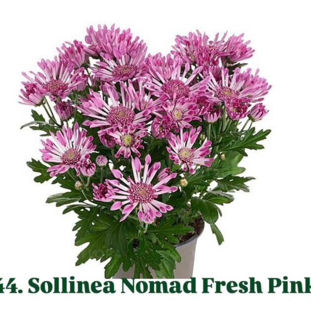 Хризантема гіллячкова 44.Sollinea Nomad Fresh Pink (черенок)
