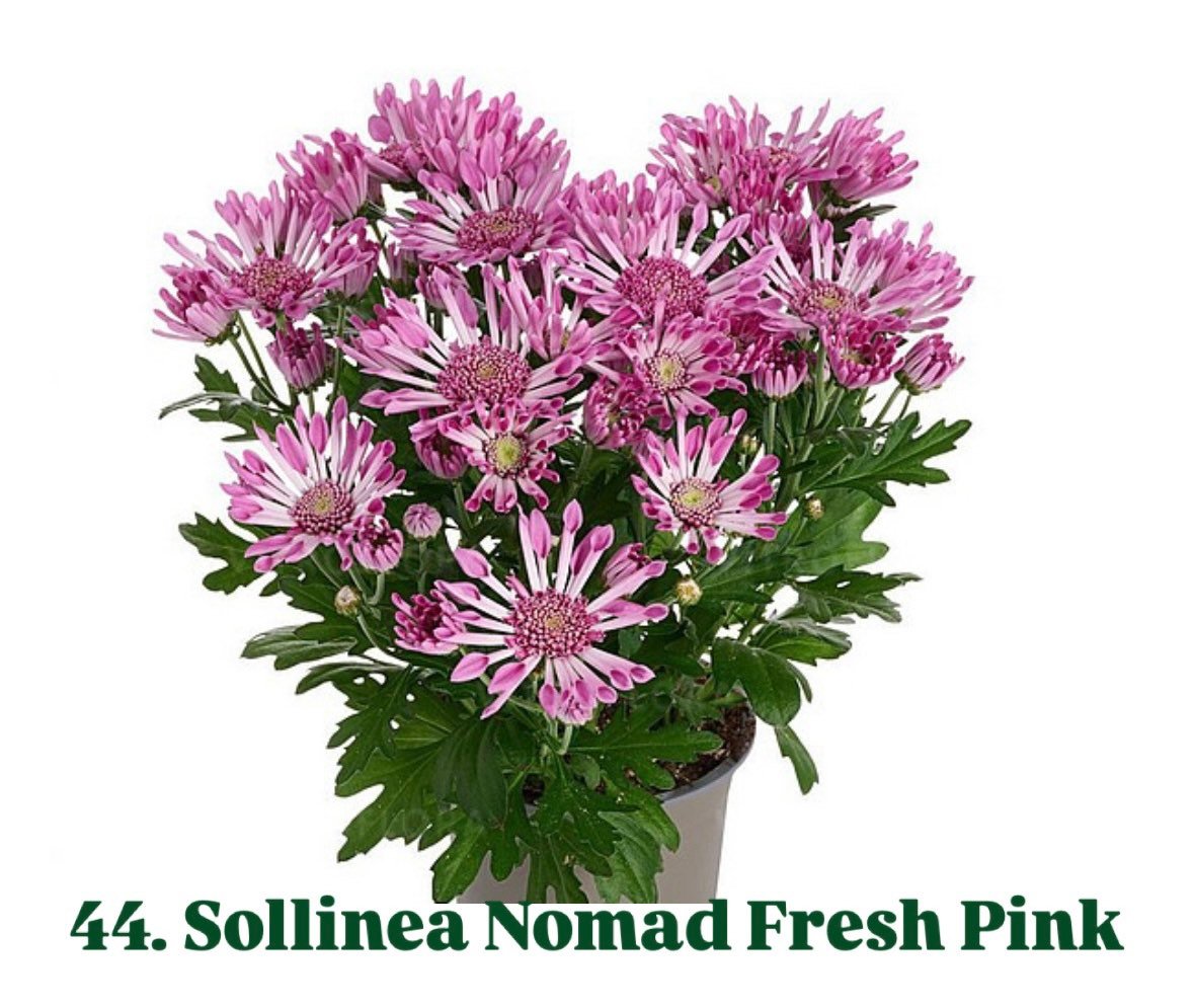 Хризантема гіллячкова 44.Sollinea Nomad Fresh Pink (черенок)