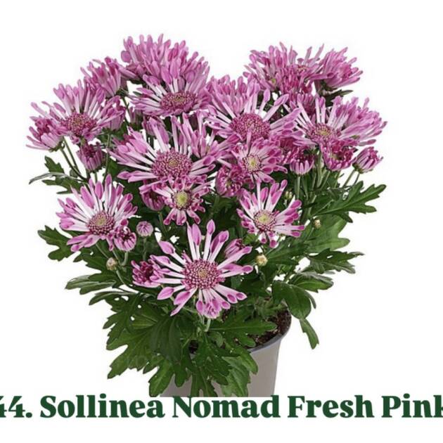 Хризантема 44.Sollinea Nomad Fresh Pink (горщик ф12)