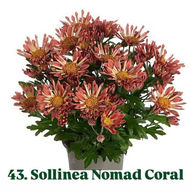 Хризантема гіллячкова 43.Sollinea Nomad Coral (черенок)