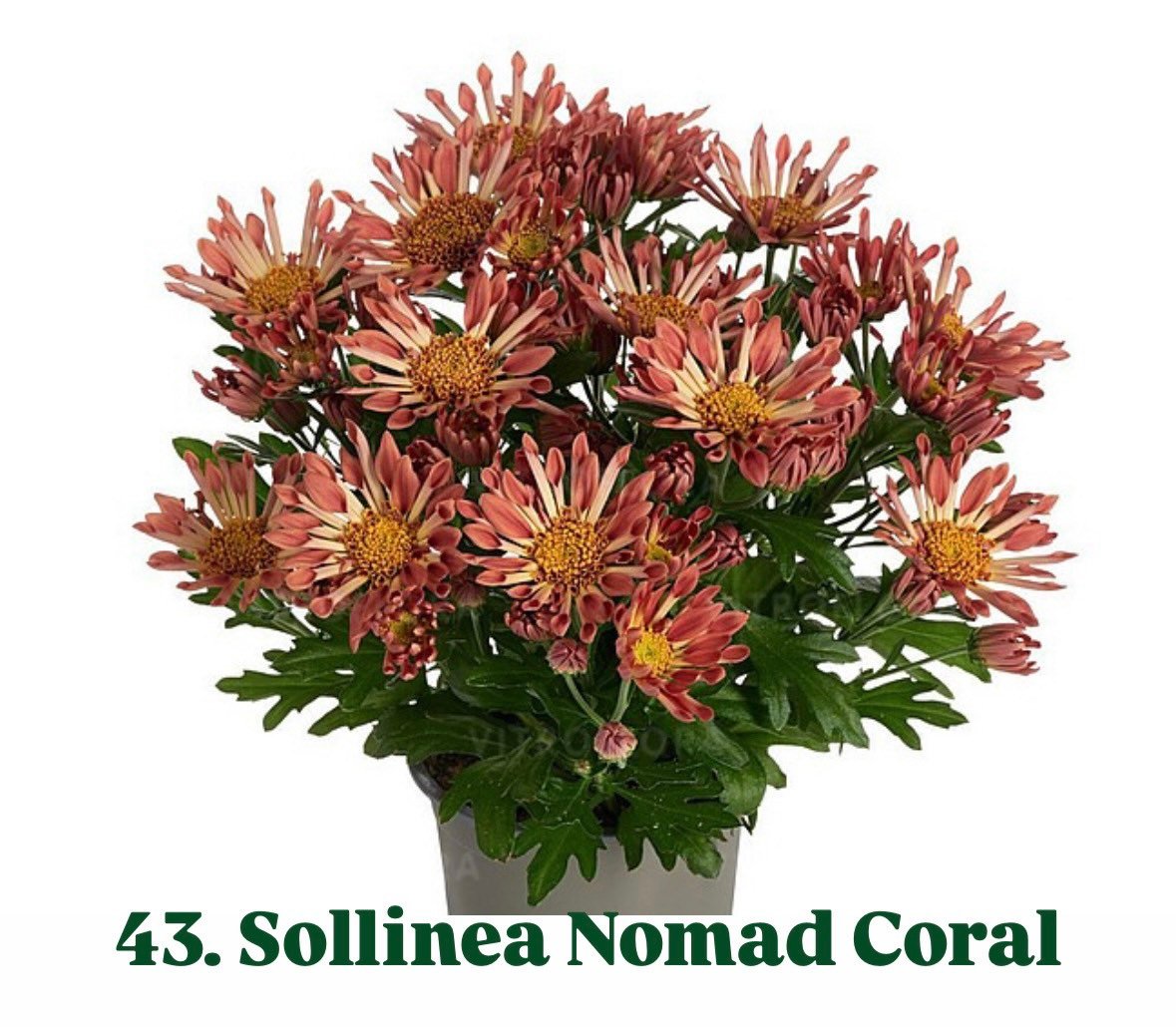 Хризантема гіллячкова 43.Sollinea Nomad Coral (черенок)