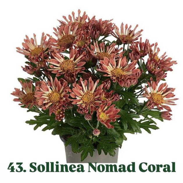 Хризантема 43.Sollinea Nomad Coral (горщик ф12)