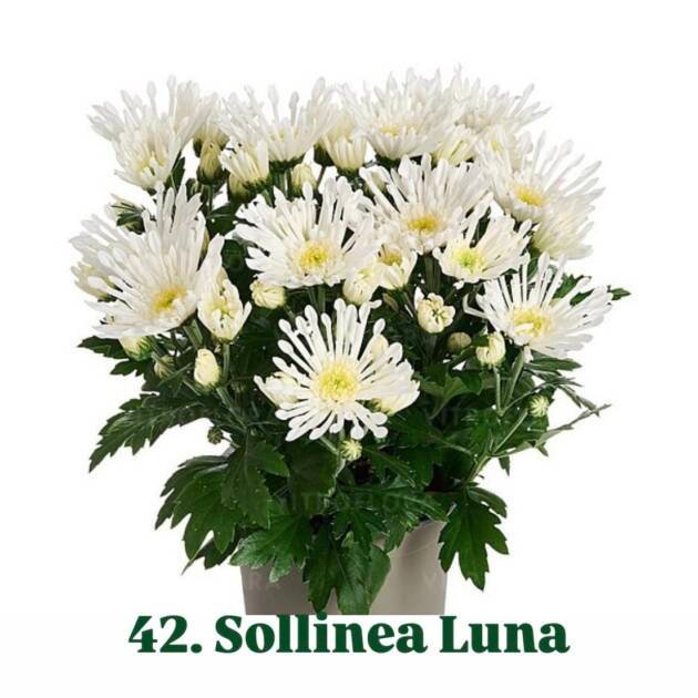 Хризантема гіллячкова 42.Sollinea Luna (черенок)