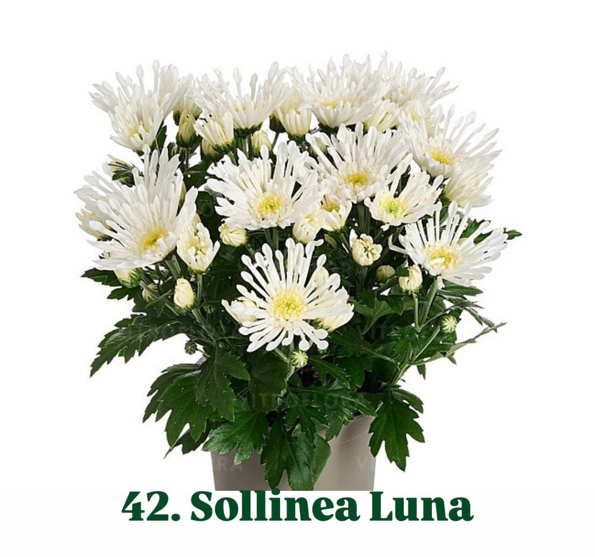 Хризантема гіллячкова 42.Sollinea Luna (черенок)