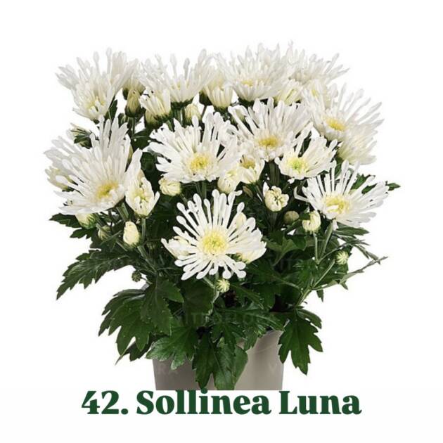 Хризантема 42.Sollinea Luna (горщик ф12)