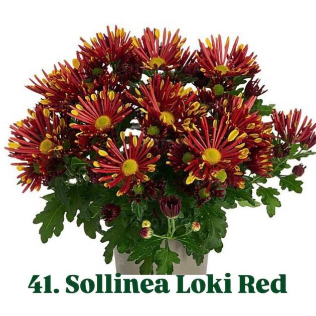Хризантема гіллячкова 41.Sollinea Loki Red (черенок)
