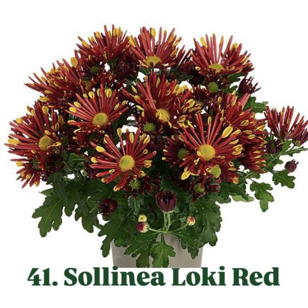 Хризантема 41.Sollinea Loki Red (горщик ф12)
