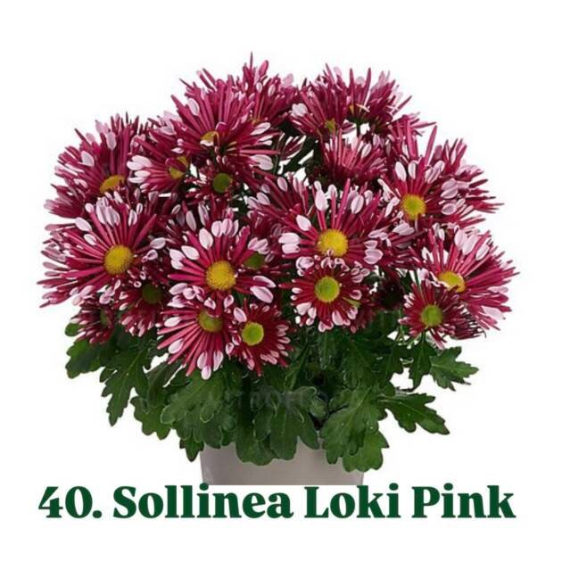 Хризантема гіллячкова 40.Sollinea Loki Pink (черенок)