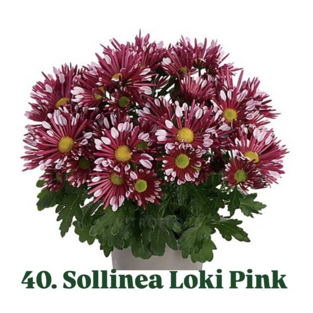 Хризантема 40.Sollinea Loki Pink (горщик ф12)