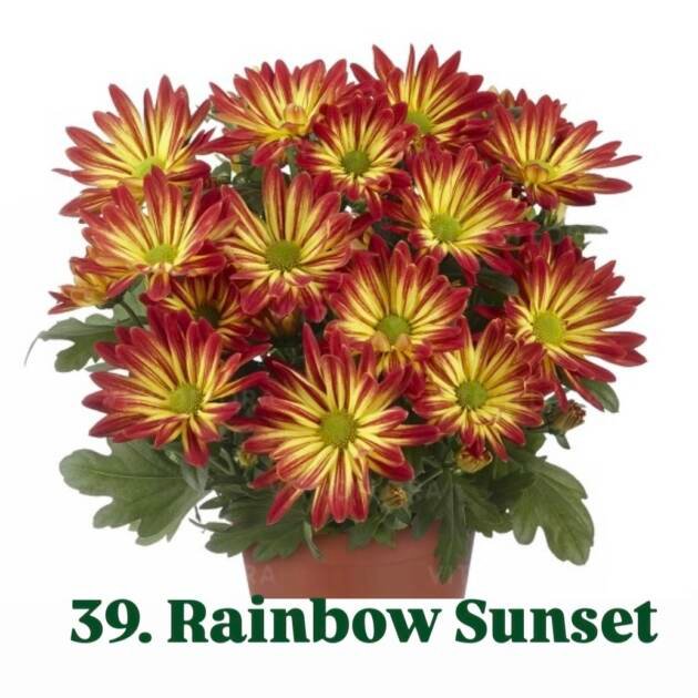 Хризантема гіллячкова 39.Rainbow Sunset  (черенок)