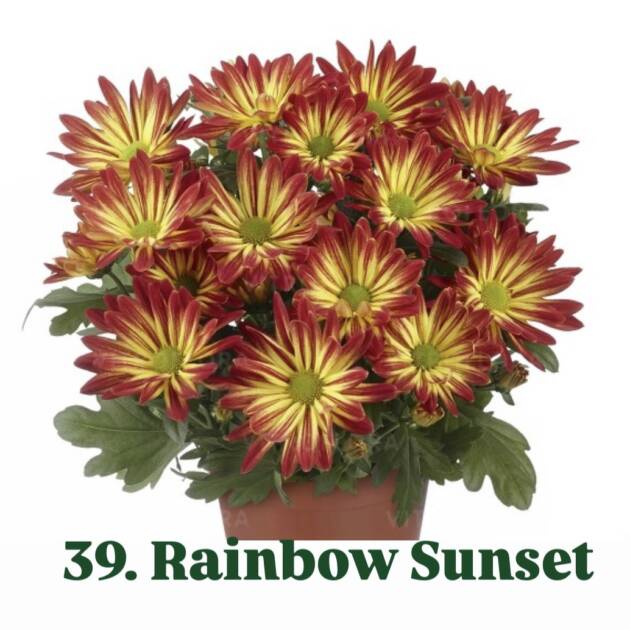 Хризантема 39.Rainbow Sunset (горщик ф12)