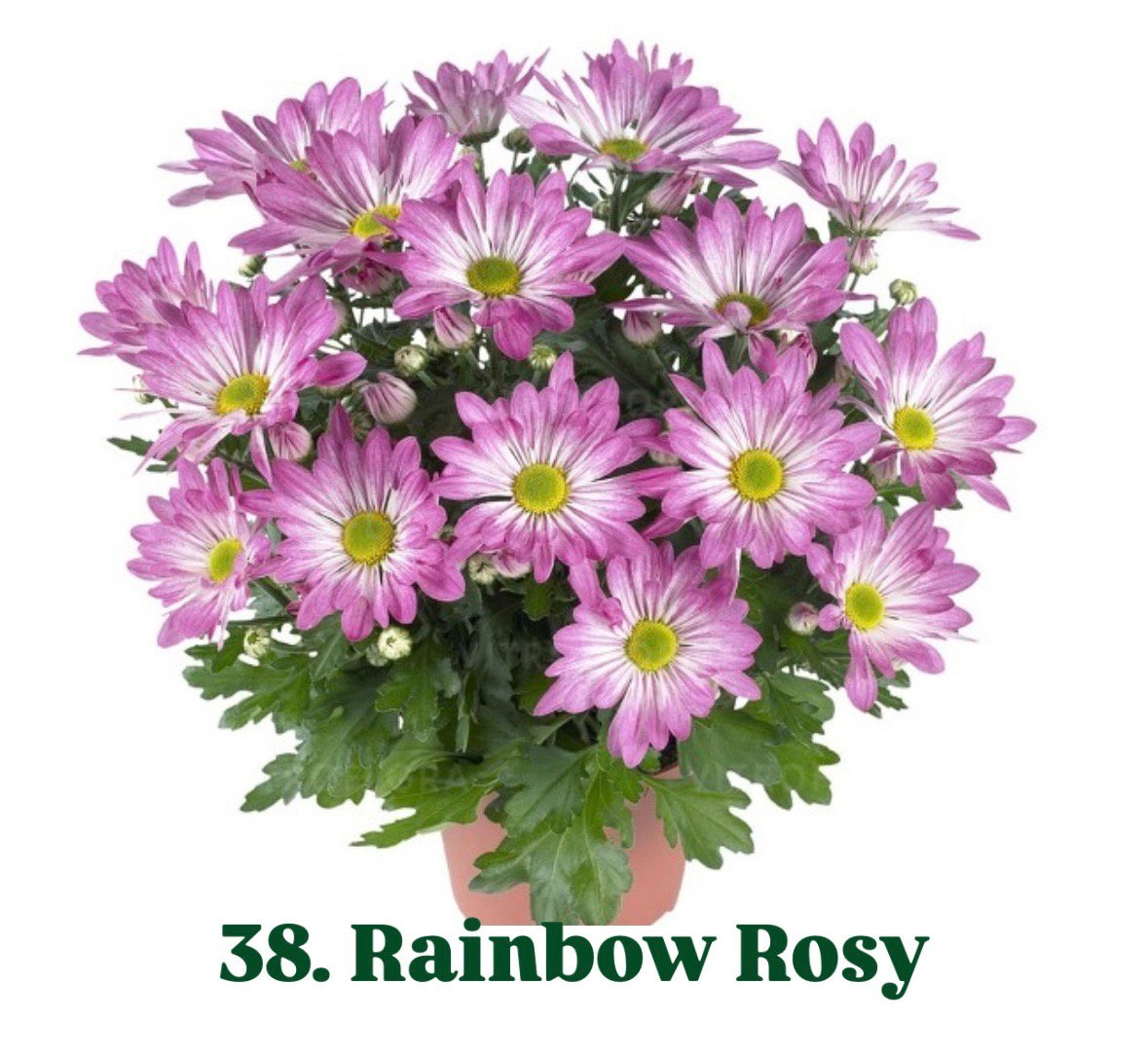 Хризантема гіллячкова 38.Rainbow Rosy (черенок)