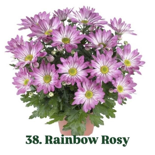 Хризантема 38.Rainbow Rosy (горщик ф12)