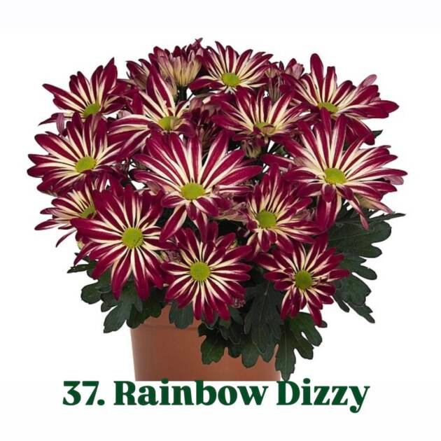 Хризантема гіллячкова 37.Rainbow Dizzy (черенок)
