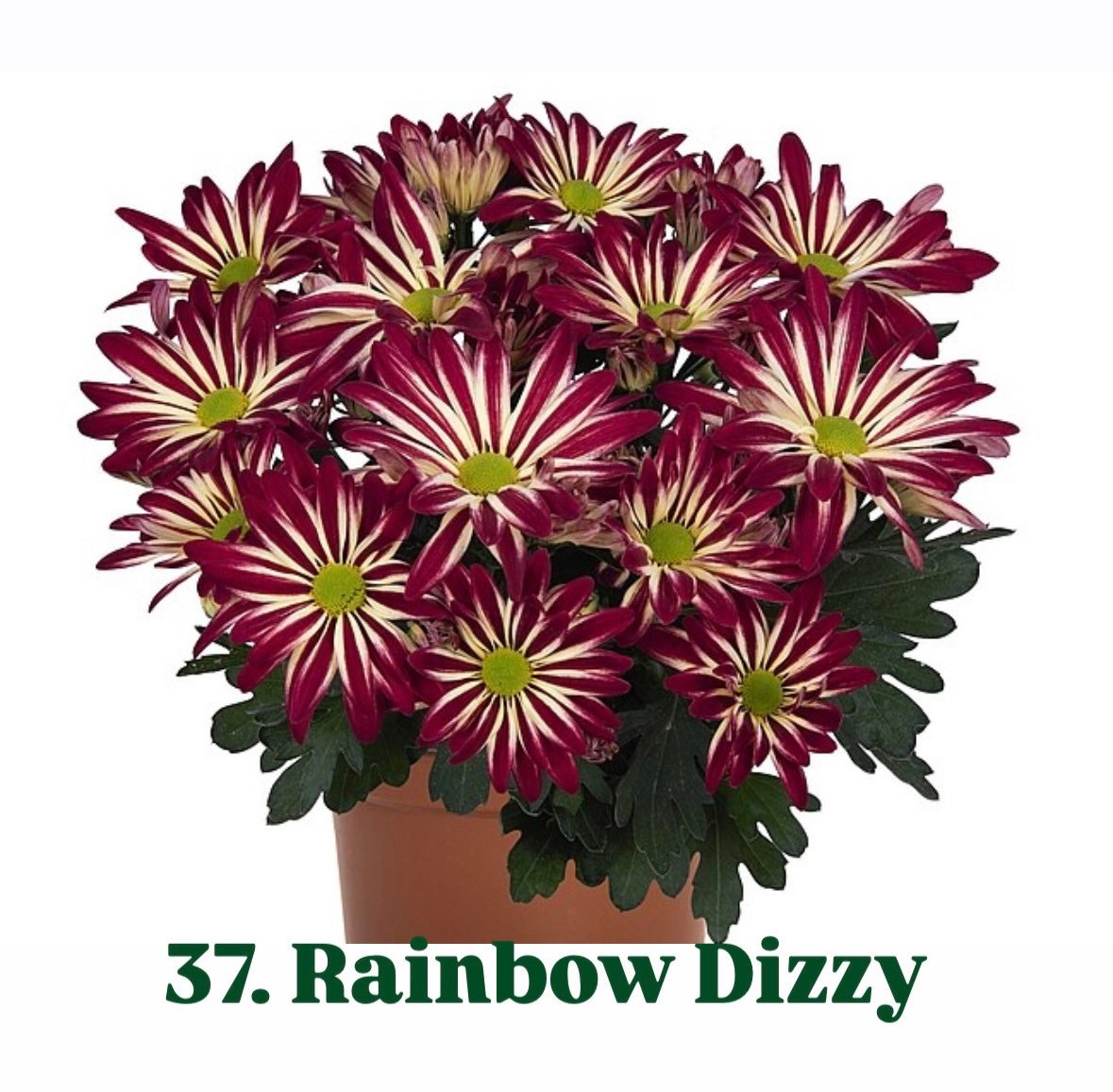 Хризантема гіллячкова 37.Rainbow Dizzy (черенок)