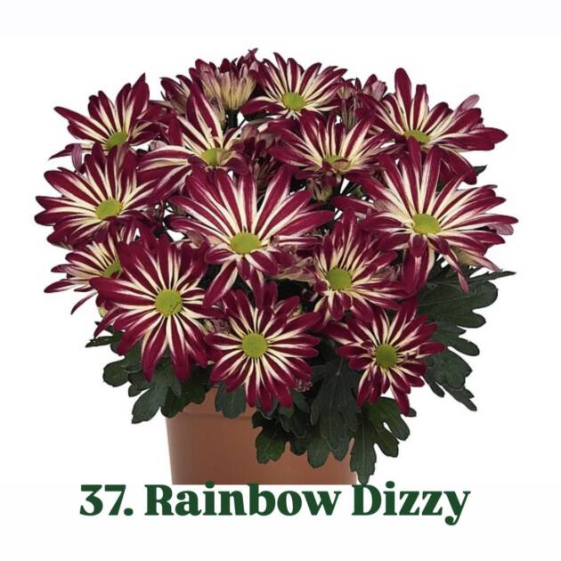 Хризантема 37.Rainbow Dizzy (горщик ф12)