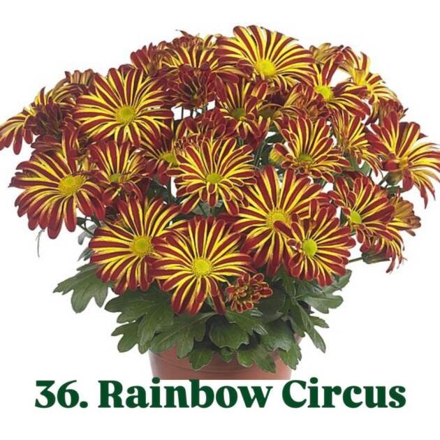 Хризантема гіллячкова 36.Rainbow Circus (черенок)