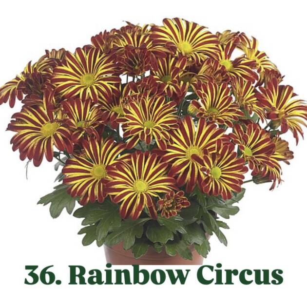 Хризантема 36.Rainbow Circus (горщик ф12)