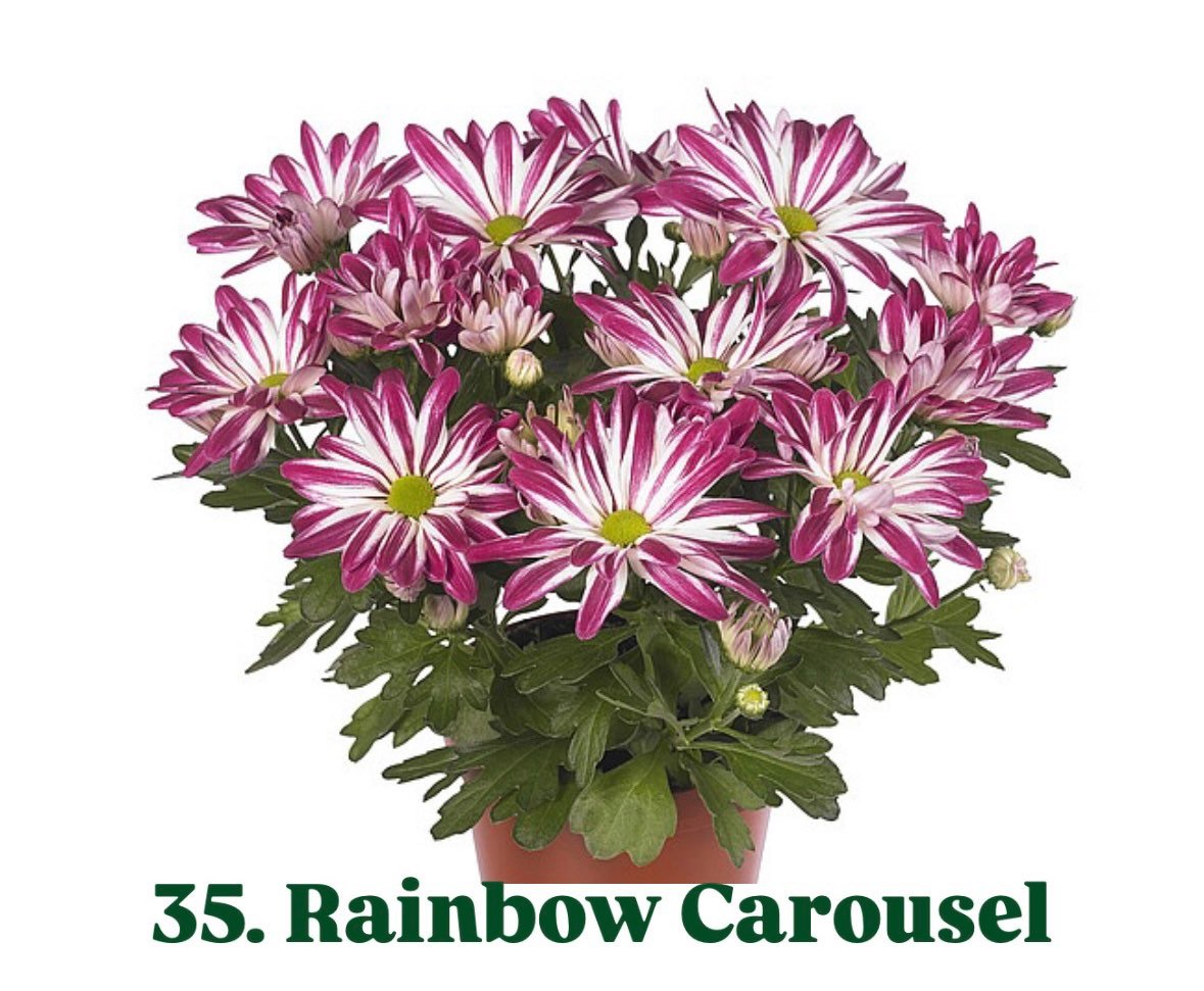 Хризантема гіллячкова 35.Rainbow Carousel (черенок)