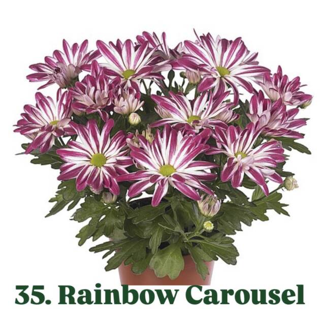 Хризантема 35.Rainbow Carousel (горщик ф12)