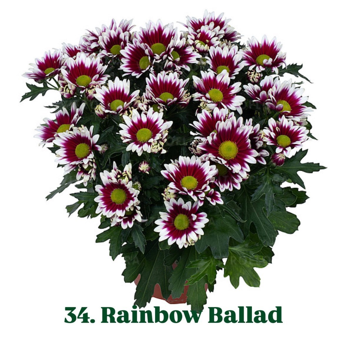 Хризантема гіллячкова 34.Rainbow Ballad (черенок)