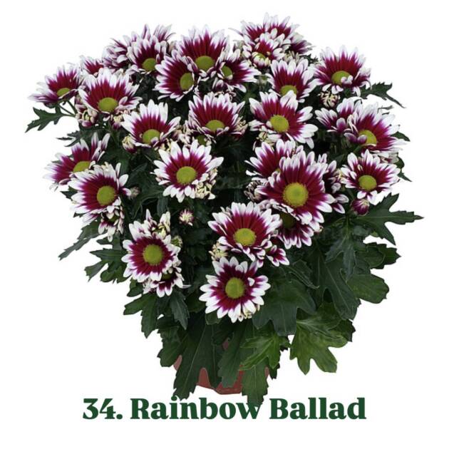Хризантема 34.Rainbow Ballad (горщик ф12)