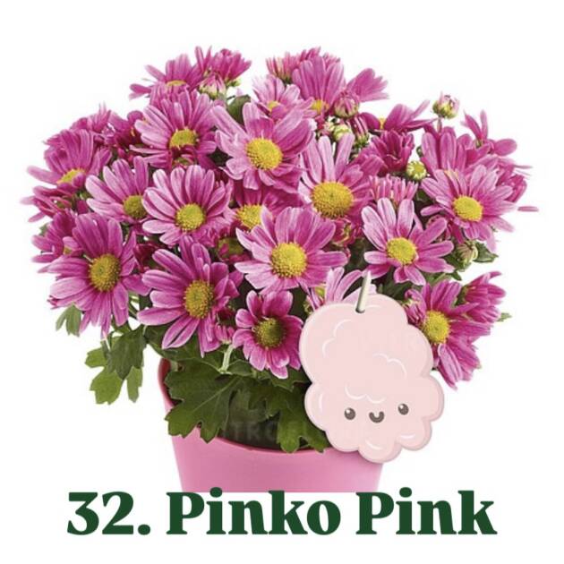 Хризантема 32.Pinko Pink (горщик ф12)