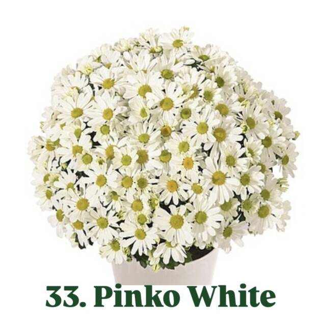Хризантема 33.Pinko White (горщик ф12)