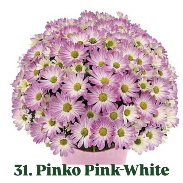 Хризантема 31.Pinko Pink-White (горщик ф12)