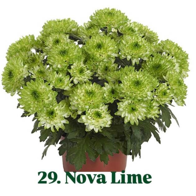 Хризантема гіллячкова 29.Nova Lime (черенок)