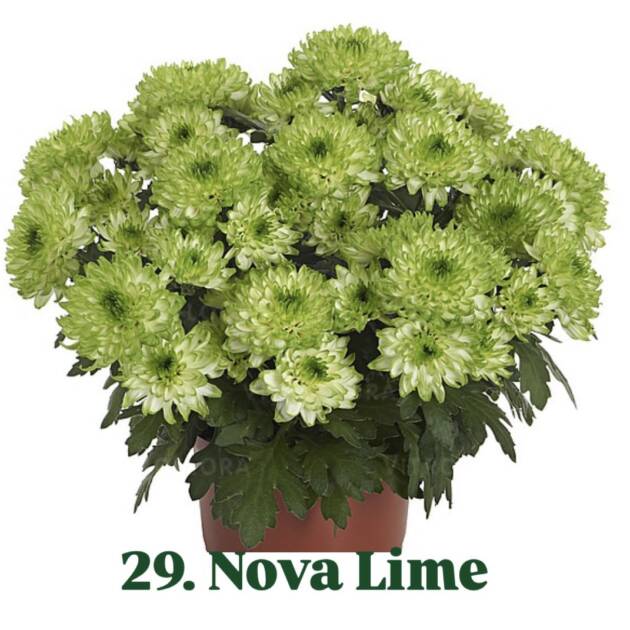 Хризантема 29.Nova Lime (горщик ф12)