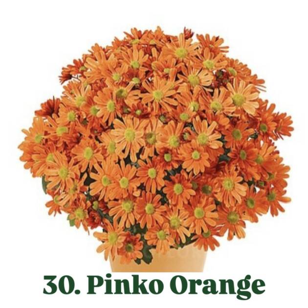 Хризантема 30.Pinko Orange (горщик ф12)