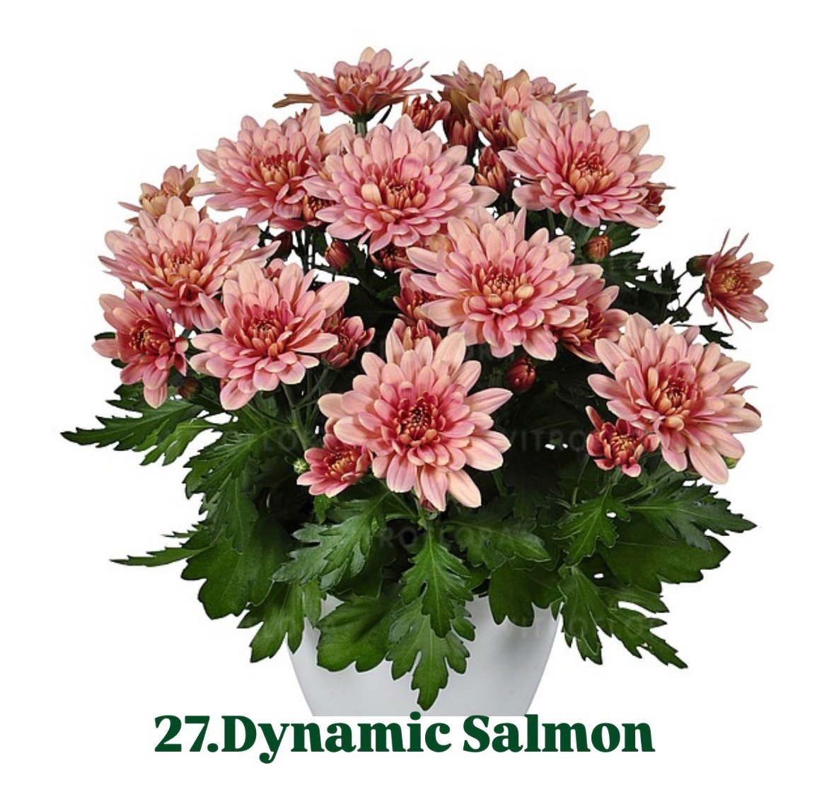 Хризантема гіллячкова 27.Dynamic Salmon (черенок)