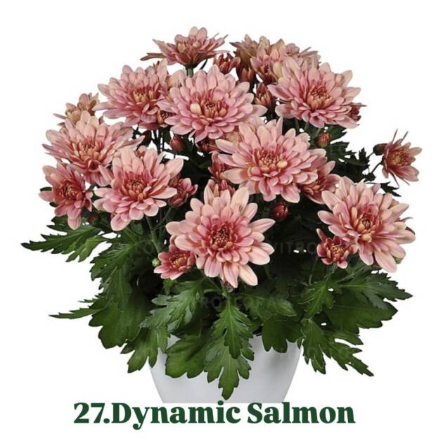 Хризантема 27.Dynamic Salmon (горщик ф12)