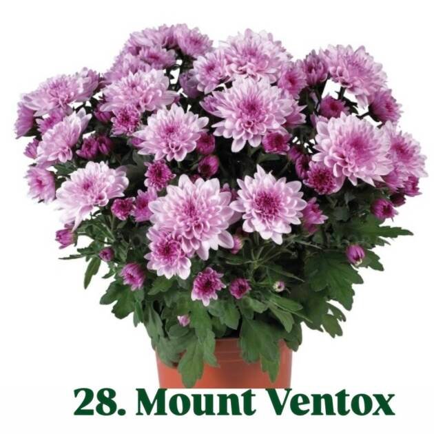 Хризантема гіллячкова 28.Mount Ventox (черенок)