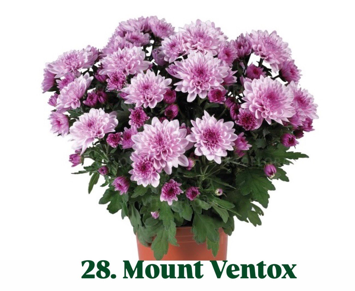 Хризантема гіллячкова 28.Mount Ventox (черенок)