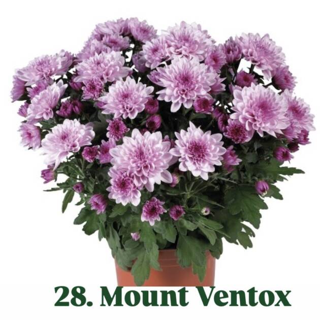 Хризантема 28.Mount Ventox (горщик ф12)