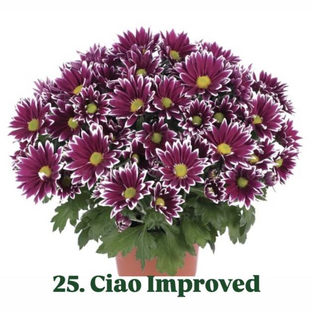 Хризантема 25.Ciao (горщик ф12)