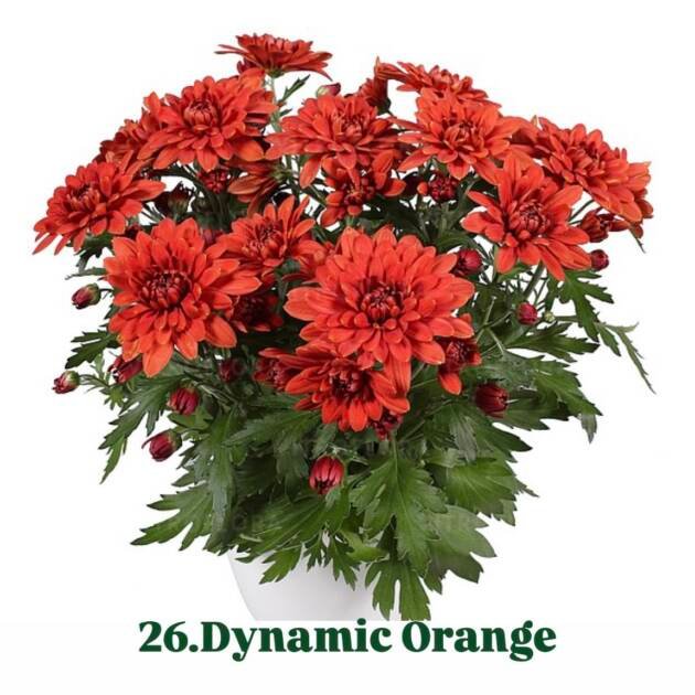 Хризантема гіллячкова 26.Dynamic Orange (черенок)