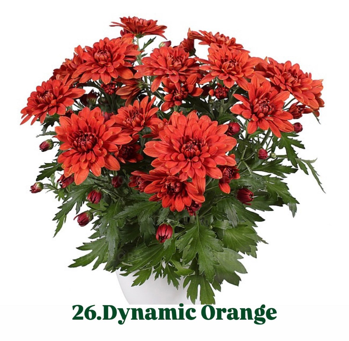 Хризантема гіллячкова 26.Dynamic Orange (черенок)