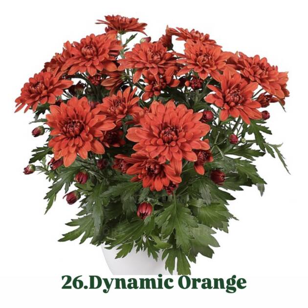 Хризантема 26.Dynamic Orange (горщик ф12)